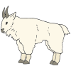 Mountain Goat Picture