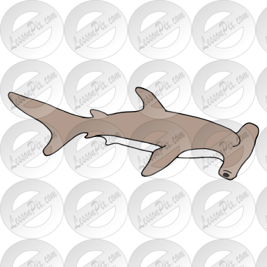 Hammerhead Shark