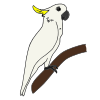 Cockatoo Picture