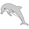 Dolphin Picture