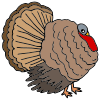 Turkey Picture