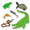 Reptiles and Amphibians