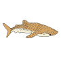 Whale Shark
