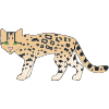 Ocelot Picture