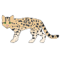 Ocelot Picture