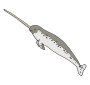 Narwhal Picture