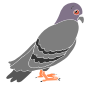 Shy Pigeon Stencil