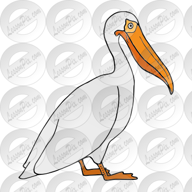 Pelican