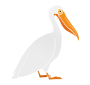Pelican