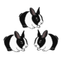 Rabbits  Picture