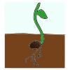 Sprout