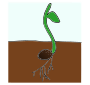 Sprout