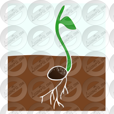 Sprout
