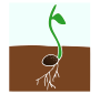 Sprout