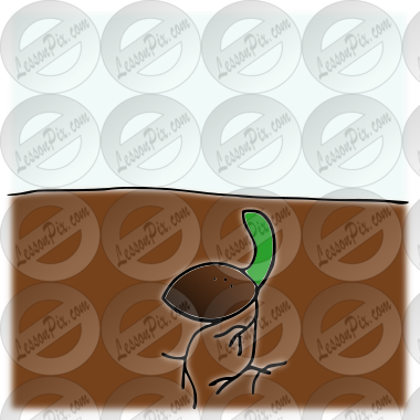 Sprout
