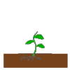 seedling Picture