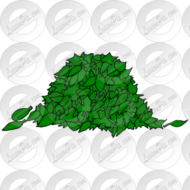 Leaves