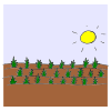 Crops