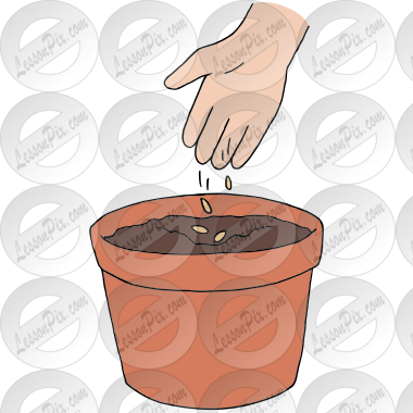 Plant seeds