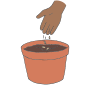 Plant seeds