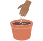 Plant seeds
