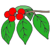Berries