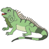 Iguana Picture