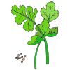 Cilantro Picture