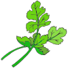 Cilantro