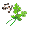 Coriander Picture