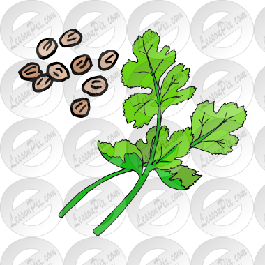Coriander