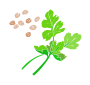 Coriander