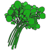 Watercress