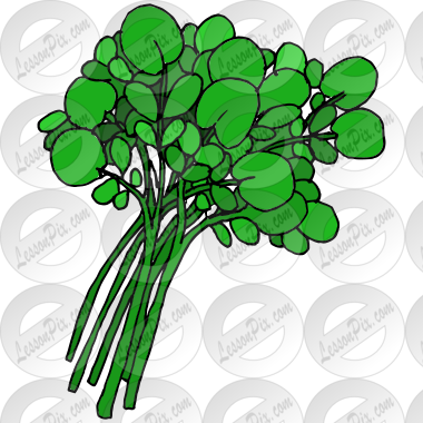 Watercress