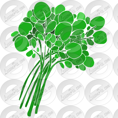 Watercress