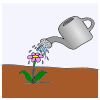 water the plant