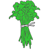 Cilantro