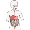 Digestive System
