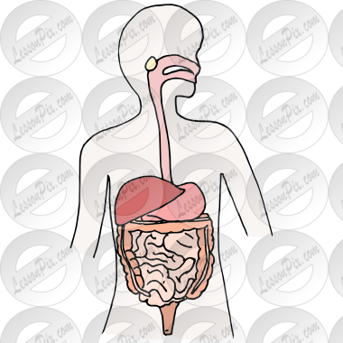 Digestive System Picture