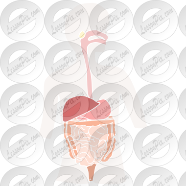 Digestive System Stencil
