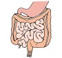 Intestines  Picture