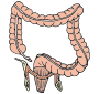Lower Intestines