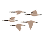Migrate