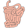 Small Intestines Picture