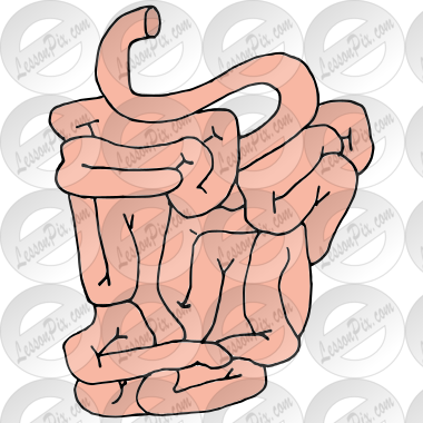 Small Intestines Picture