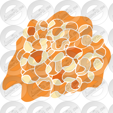 Baked Beans