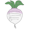 Turnip