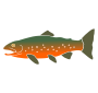 Arctic Char