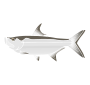 Tarpon
