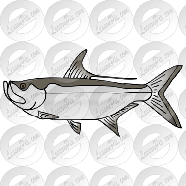 Tarpon
